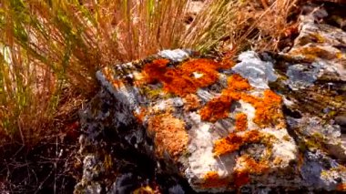 Ukrayna 'nın Kuyalnitsky nehrinin kıyısındaki doğal bir taşın üzerindeki Lichenlar.