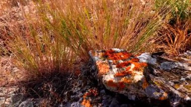 Ukrayna 'nın Kuyalnitsky nehrinin kıyısındaki doğal bir taşın üzerindeki Lichenlar.
