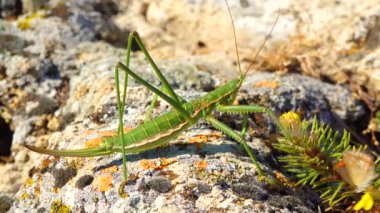 Avcı cırcır böceği, ya da çivili sihirbaz (Saga pedo, Orthoptera), Avrupa 'nın en büyük nesli tükenmekte olan çekirgesi, Kırmızı Kitap