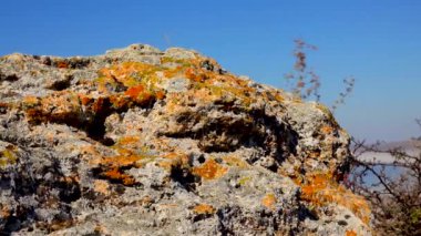 Ukrayna 'nın Kuyalnitsky nehrinin kıyısındaki doğal bir taşın üzerindeki Lichenlar.