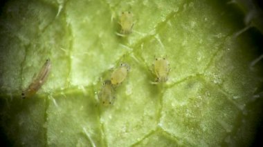 Aphididae (Aphidoidea, Hemiptera) bir salatalık yaprağı üzerinde mikroskop altında bulunan yaprak biti süper ailesi.