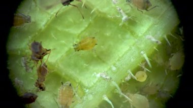 Aphididae (Aphidoidea, Hemiptera) bir salatalık yaprağı üzerinde mikroskop altında bulunan yaprak biti süper ailesi.
