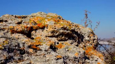 Ukrayna 'nın Kuyalnitsky nehrinin kıyısındaki doğal bir taşın üzerindeki Lichenlar.