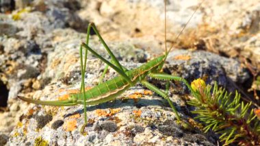 Avcı cırcır böceği, ya da çivili sihirbaz (Saga pedo, Orthoptera), Avrupa 'nın en büyük nesli tükenmekte olan çekirgesi, Kırmızı Kitap