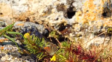 Avcı cırcır böceği, ya da çivili sihirbaz (Saga pedo, Orthoptera), Avrupa 'nın en büyük nesli tükenmekte olan çekirgesi, Kırmızı Kitap