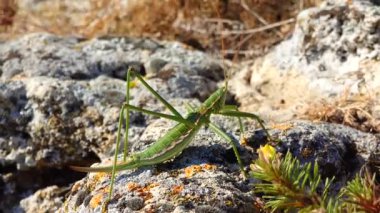 Avcı cırcır böceği, ya da çivili sihirbaz (Saga pedo, Orthoptera), Avrupa 'nın en büyük nesli tükenmekte olan çekirgesi, Kırmızı Kitap