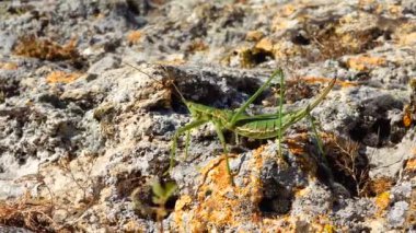 Avcı cırcır böceği, ya da çivili sihirbaz (Saga pedo, Orthoptera), Avrupa 'nın en büyük nesli tükenmekte olan çekirgesi, Kırmızı Kitap