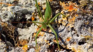Avcı cırcır böceği, ya da çivili sihirbaz (Saga pedo, Orthoptera), Avrupa 'nın en büyük nesli tükenmekte olan çekirgesi, Kırmızı Kitap