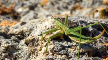 Avcı cırcır böceği, ya da çivili sihirbaz (Saga pedo, Orthoptera), Avrupa 'nın en büyük nesli tükenmekte olan çekirgesi, Kırmızı Kitap