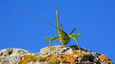 Avcı cırcır böceği, ya da çivili sihirbaz (Saga pedo, Orthoptera), Avrupa 'nın en büyük nesli tükenmekte olan çekirgesi, Kırmızı Kitap