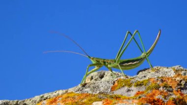 Avcı cırcır böceği, ya da çivili sihirbaz (Saga pedo, Orthoptera), Avrupa 'nın en büyük nesli tükenmekte olan çekirgesi, Kırmızı Kitap