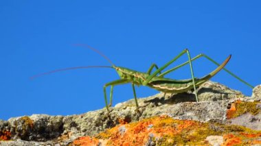 Avcı cırcır böceği, ya da çivili sihirbaz (Saga pedo, Orthoptera), Avrupa 'nın en büyük nesli tükenmekte olan çekirgesi, Kırmızı Kitap