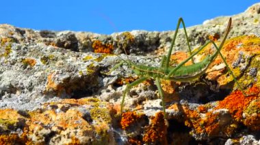Avcı cırcır böceği, ya da çivili sihirbaz (Saga pedo, Orthoptera), Avrupa 'nın en büyük nesli tükenmekte olan çekirgesi, Kırmızı Kitap