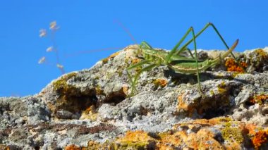 Avcı cırcır böceği, ya da çivili sihirbaz (Saga pedo, Orthoptera), Avrupa 'nın en büyük nesli tükenmekte olan çekirgesi, Kırmızı Kitap