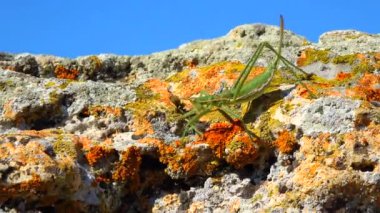 Avcı cırcır böceği, ya da çivili sihirbaz (Saga pedo, Orthoptera), Avrupa 'nın en büyük nesli tükenmekte olan çekirgesi, Kırmızı Kitap