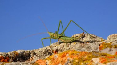 Avcı cırcır böceği, ya da çivili sihirbaz (Saga pedo, Orthoptera), Avrupa 'nın en büyük nesli tükenmekte olan çekirgesi, Kırmızı Kitap