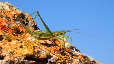 Avcı cırcır böceği, ya da çivili sihirbaz (Saga pedo, Orthoptera), Avrupa 'nın en büyük nesli tükenmekte olan çekirgesi, Kırmızı Kitap