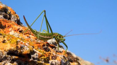 Avcı cırcır böceği, ya da çivili sihirbaz (Saga pedo, Orthoptera), Avrupa 'nın en büyük nesli tükenmekte olan çekirgesi, Kırmızı Kitap