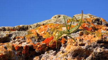 Avcı cırcır böceği, ya da çivili sihirbaz (Saga pedo, Orthoptera), Avrupa 'nın en büyük nesli tükenmekte olan çekirgesi, Kırmızı Kitap