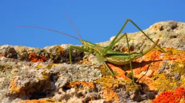 Avcı cırcır böceği, ya da çivili sihirbaz (Saga pedo, Orthoptera), Avrupa 'nın en büyük nesli tükenmekte olan çekirgesi, Kırmızı Kitap