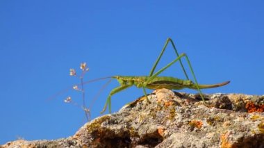 Avcı cırcır böceği, ya da çivili sihirbaz (Saga pedo, Orthoptera), Avrupa 'nın en büyük nesli tükenmekte olan çekirgesi, Kırmızı Kitap