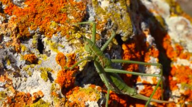 Avcı cırcır böceği, ya da çivili sihirbaz (Saga pedo, Orthoptera), Avrupa 'nın en büyük nesli tükenmekte olan çekirgesi, Kırmızı Kitap