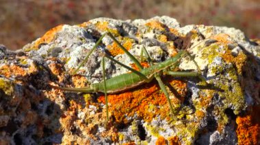 Avcı cırcır böceği, ya da çivili sihirbaz (Saga pedo, Orthoptera), Avrupa 'nın en büyük nesli tükenmekte olan çekirgesi, Kırmızı Kitap
