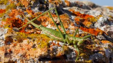 Avcı cırcır böceği, ya da çivili sihirbaz (Saga pedo, Orthoptera), Avrupa 'nın en büyük nesli tükenmekte olan çekirgesi, Kırmızı Kitap