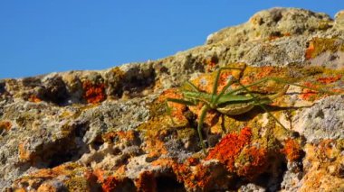 Avcı cırcır böceği, ya da çivili sihirbaz (Saga pedo, Orthoptera), Avrupa 'nın en büyük nesli tükenmekte olan çekirgesi, Kırmızı Kitap