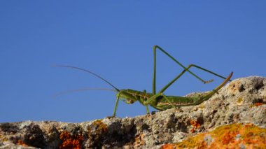 Avcı cırcır böceği, ya da çivili sihirbaz (Saga pedo, Orthoptera), Avrupa 'nın en büyük nesli tükenmekte olan çekirgesi, Kırmızı Kitap