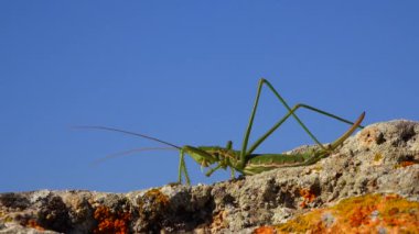 Avcı cırcır böceği, ya da çivili sihirbaz (Saga pedo, Orthoptera), Avrupa 'nın en büyük nesli tükenmekte olan çekirgesi, Kırmızı Kitap