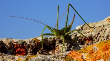 Avcı cırcır böceği, ya da çivili sihirbaz (Saga pedo, Orthoptera), Avrupa 'nın en büyük nesli tükenmekte olan çekirgesi, Kırmızı Kitap