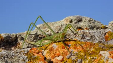 Avcı cırcır böceği, ya da çivili sihirbaz (Saga pedo, Orthoptera), Avrupa 'nın en büyük nesli tükenmekte olan çekirgesi, Kırmızı Kitap
