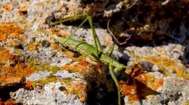 Avcı cırcır böceği, ya da çivili sihirbaz (Saga pedo, Orthoptera), Avrupa 'nın en büyük nesli tükenmekte olan çekirgesi, Kırmızı Kitap