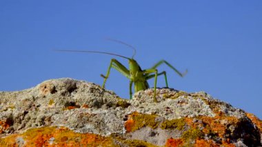 Avcı cırcır böceği, ya da çivili sihirbaz (Saga pedo, Orthoptera), Avrupa 'nın en büyük nesli tükenmekte olan çekirgesi, Kırmızı Kitap