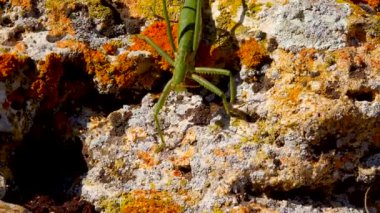 Avcı cırcır böceği, ya da çivili sihirbaz (Saga pedo, Orthoptera), Avrupa 'nın en büyük nesli tükenmekte olan çekirgesi, Kırmızı Kitap