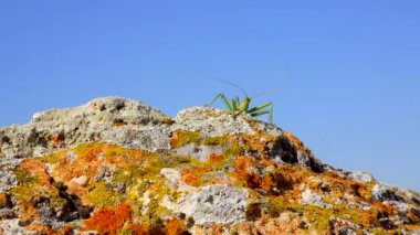Avcı cırcır böceği, ya da çivili sihirbaz (Saga pedo, Orthoptera), Avrupa 'nın en büyük nesli tükenmekte olan çekirgesi, Kırmızı Kitap