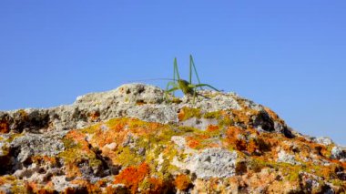Avcı cırcır böceği, ya da çivili sihirbaz (Saga pedo, Orthoptera), Avrupa 'nın en büyük nesli tükenmekte olan çekirgesi, Kırmızı Kitap