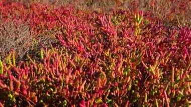 Glassswort, glasswort (Salicornia europaea), Ukrayna 'nın Kuyalnitsky haliçlerinin kıyılarında sonbaharda kırmızı pigmentli sulu bitki.