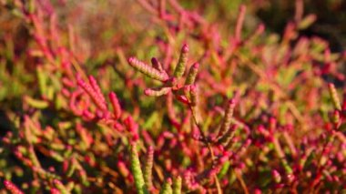 Glassswort, glasswort (Salicornia europaea), Ukrayna 'nın Kuyalnitsky haliçlerinin kıyılarında sonbaharda kırmızı pigmentli sulu bitki.