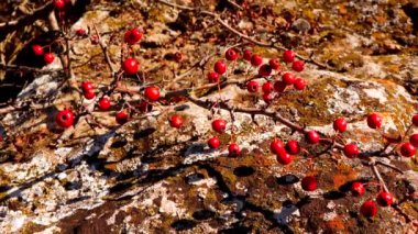 Midland ya da İngiliz Hawthorn, orman şahini ya da mayflower (Crataegus laevigata), Kuyalnitsky haliçinin arka planında bulunan kırmızı dutlar.