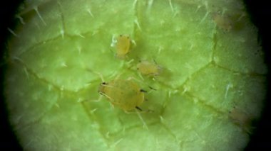 Aphididae (Aphidoidea, Hemiptera) bir salatalık yaprağı üzerinde mikroskop altında bulunan yaprak biti süper ailesi.