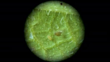 Aphididae (Aphidoidea, Hemiptera) bir salatalık yaprağı üzerinde mikroskop altında bulunan yaprak biti süper ailesi..
