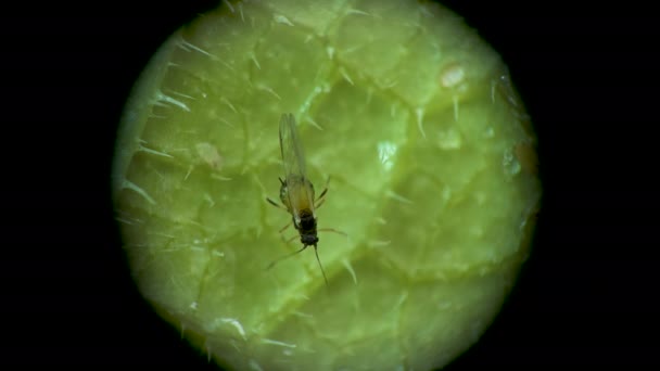 Pulgón Bajo Microscopio Aphididae Superfamilia Del Pulgón Aphidoidea Hemiptera Sobre — Vídeos de Stock
