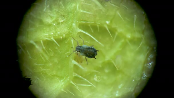 Aphid Microscopio Aphididae Superfamiglia Afide Aphidoidea Hemiptera Una Foglia Cetriolo — Video Stock