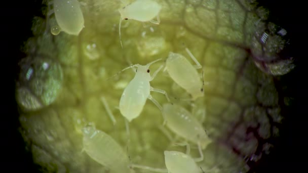 Aphid Pod Mikroskopem Aphidae Mšice Nadčeledi Aphidoidea Hemiptera Listech Okurky — Stock video