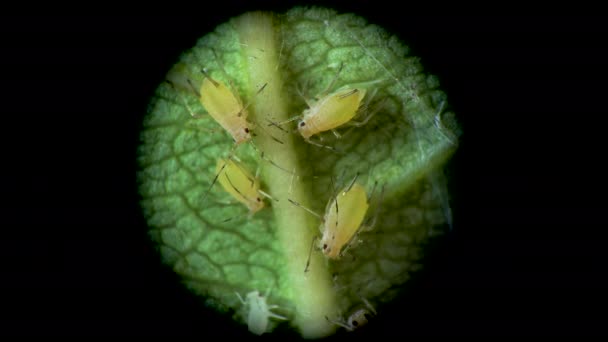 현미경으로 진디와 진디와 프테라 속하는 것들이 있는데 이것들은 식물에 끼치는 — 비디오