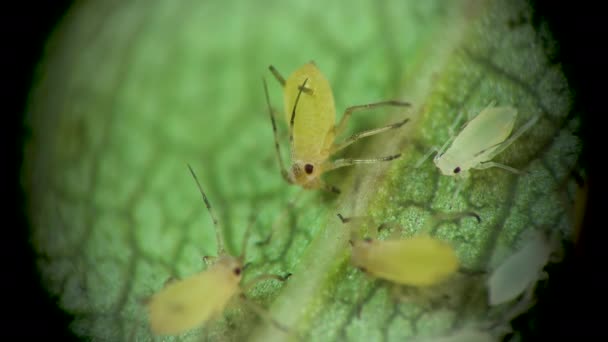 Тля Микроскопом Aphididae Тля Надсемейства Aphidoidea Hemiptera Огуречном Листе Многие — стоковое видео