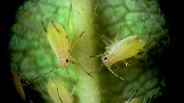 Aphid Pod Mikroskopem Aphidae Mšice Nadčeledi Aphidoidea Hemiptera Listech Okurky — Stock video