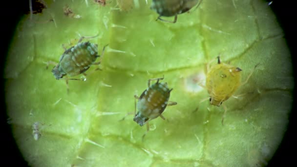 Pulgón Bajo Microscopio Aphididae Superfamilia Del Pulgón Aphidoidea Hemiptera Sobre — Vídeo de stock